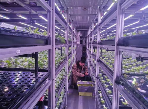 中科三安、京東等國內(nèi)20家植物工廠大盤點(diǎn) 生物技術(shù)驅(qū)動農(nóng)業(yè)新變革